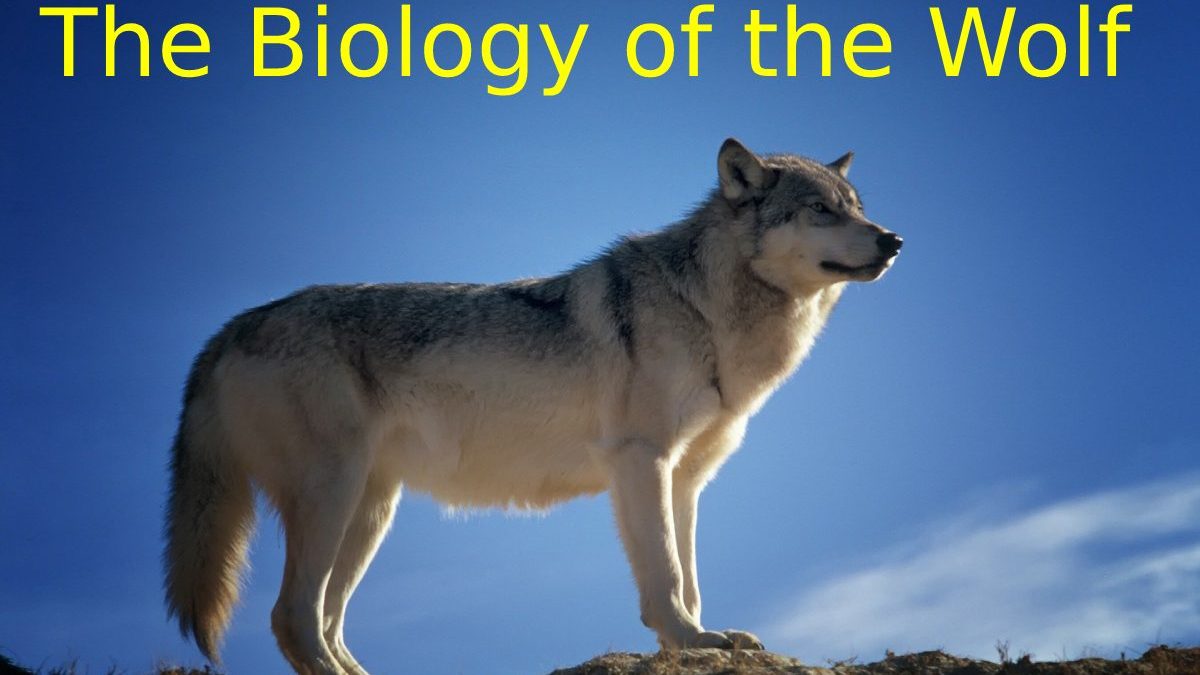 The Biology of the Wolf